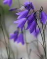 گل استکانی